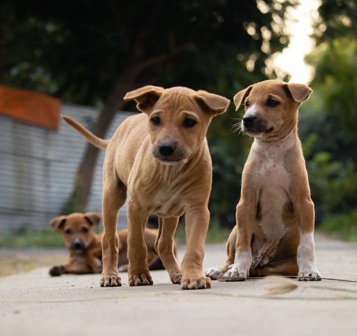 Pulgas y garrapatas: solo el 5% están sobre el animal, el 95% están escondidas en el hogar