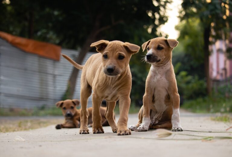 Pulgas y garrapatas: solo el 5% están sobre el animal, el 95% están escondidas en el hogar