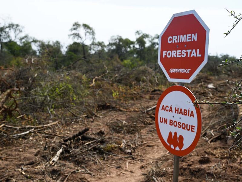 El 80% de los argentinos cree que el gobierno debería hacer más contra la deforestación