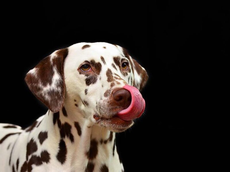 Hidatidosis | Vínculo responsable: cómo prevenir infecciones transmitidas por animales de compañía