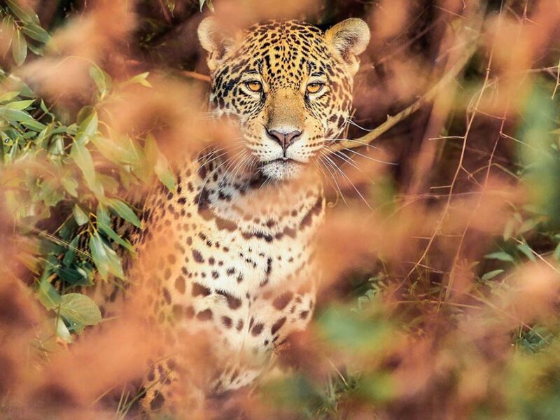 Día del Yaguareté: la especie más emblemática del país enfrenta una crisis sin precedentes