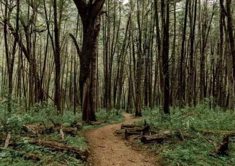 Revolución verde en la construcción: una empresa invierte en la protección de 50.000 hectáreas de selva en Salta