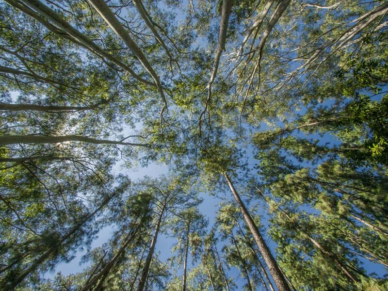 Rumbo a la COP30, LatAm Intersect lanza eBook sobre qué esperar de este evento en la Amazonía