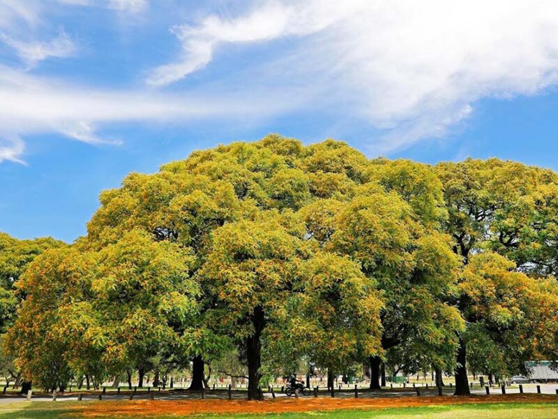 Florecieron las tipas y una lluvia de flores amarillas tiñe el paisaje urbano