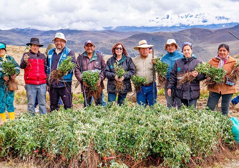 Reforestan 400 hectáreas con quenuales para recuperar cabeceras de cuenca en el Valle Fortaleza