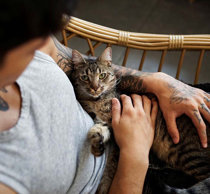 Tenencia responsable y nutrición precisa: las claves para transformar la calidad de vida de los gatos