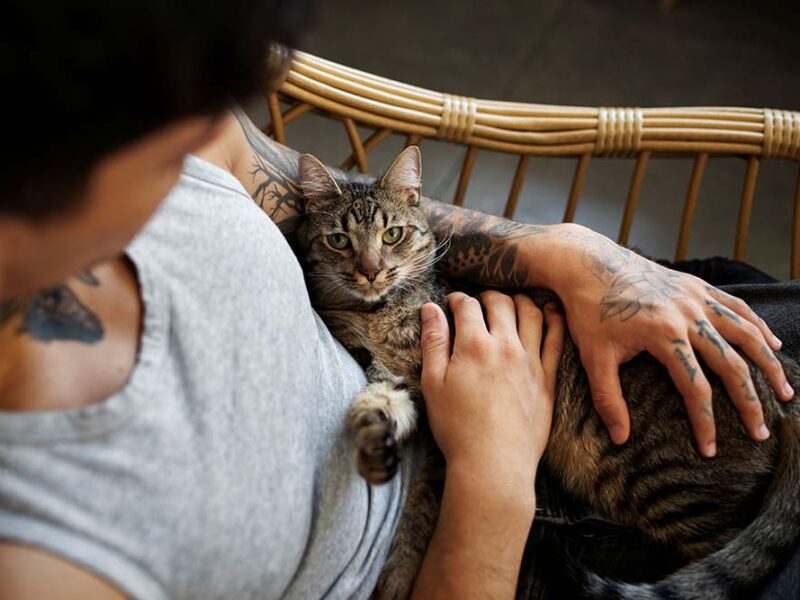 Semana del Gato: nutrición y cuidado integral para una vida plena en la familia