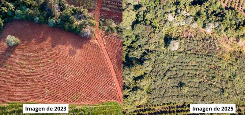 Vida Silvestre ya plantó más de 270 mil árboles nativos para restaurar 820 hectáreas de selva misionera junto a familias rurales