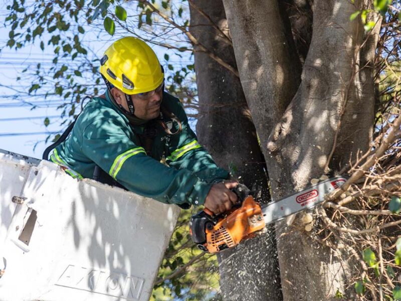 San Isidro avanza con su primer Censo de Arbolado: ya se relevaron más de 100 mil árboles y el 90% del territorio