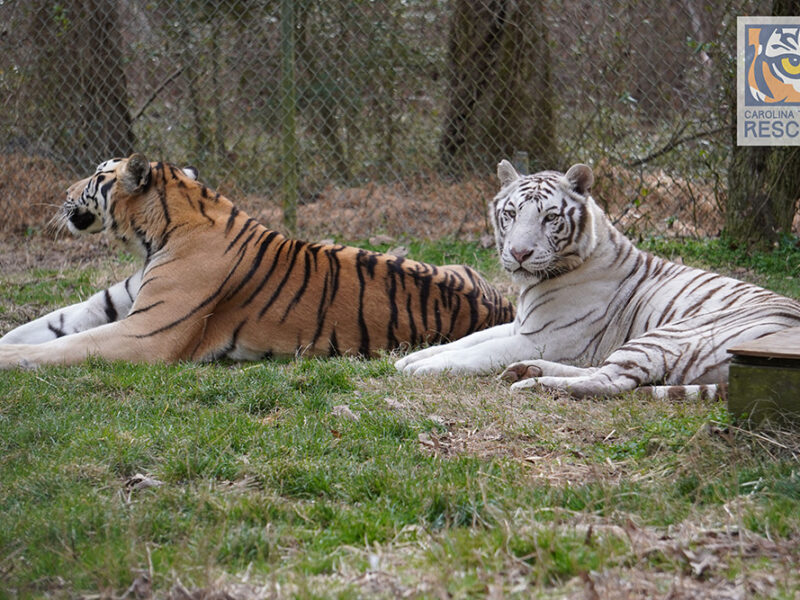 Cuando la logística ruge – DHL ayuda a ocho felinos rescatados a comenzar la vida que siempre merecieron