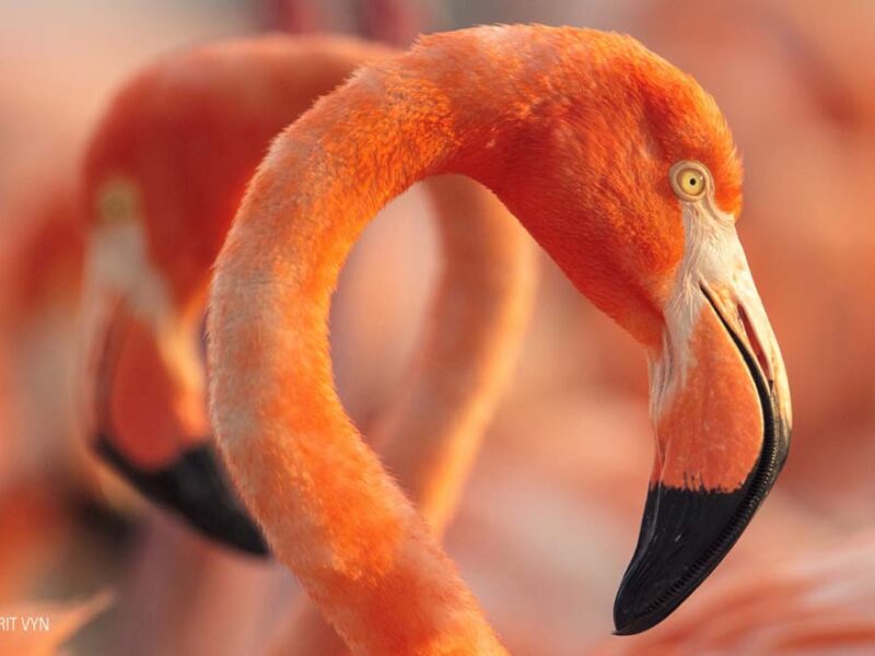 Un viaje visual al extraordinario ciclo de vida del flamenco caribeño