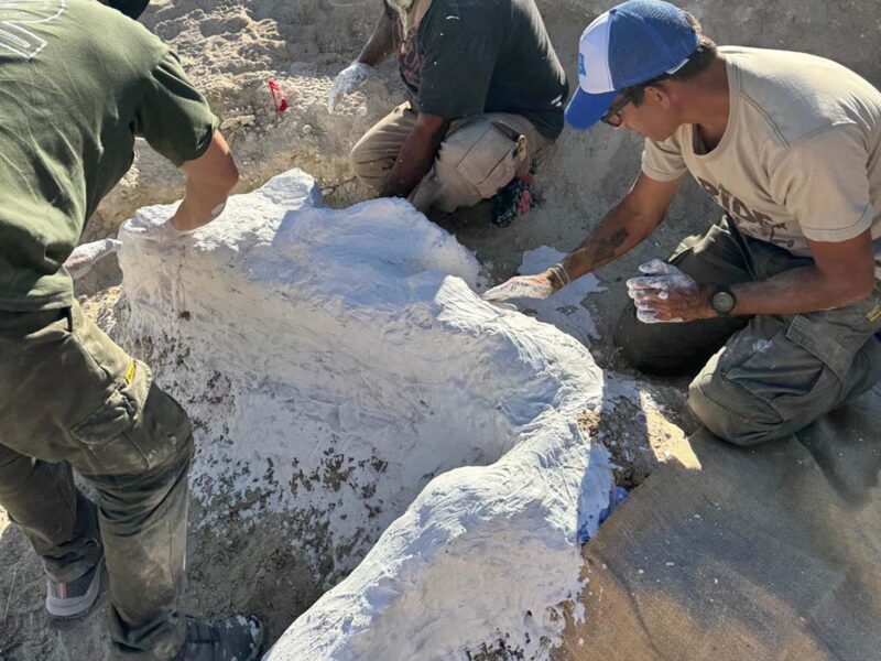 Histórico hallazgo de saurópodo en La Pampa: la UNCo impulsa la paleontología regional