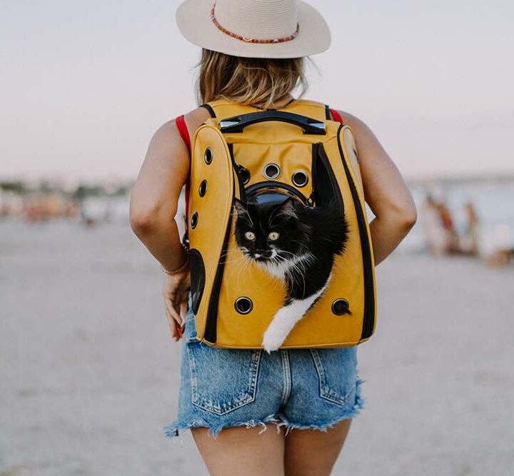 Seis de cada 10 argentinos eligen alojamientos “pet friendly”