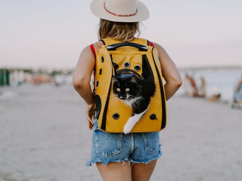 Seis de cada 10 argentinos eligen alojamientos “pet friendly”