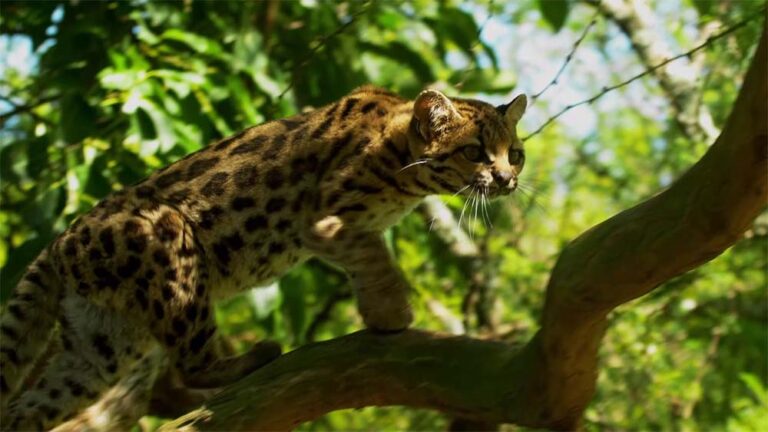 En el Mes de la Tierra, se estrena una serie para descubrir y cuidar la biodiversidad de América Latina