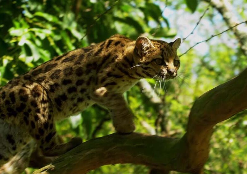 En el Mes de la Tierra, se estrena una serie para descubrir y cuidar la biodiversidad de América Latina