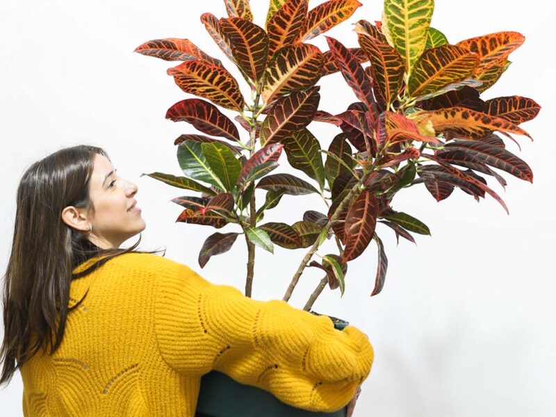 No sos vos, es la planta: las especies que casi nadie logra mantener vivas (y las que no fallan nunca)