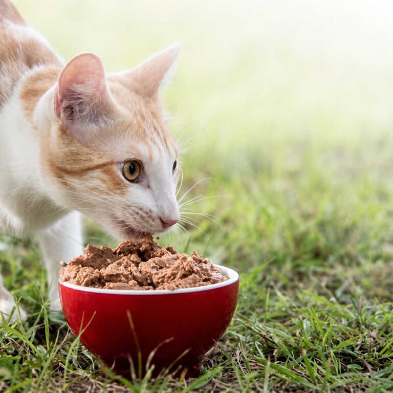 Día del Animal: el nuevo lugar de las mascotas en la familia y las claves para mejorar su calidad de vida