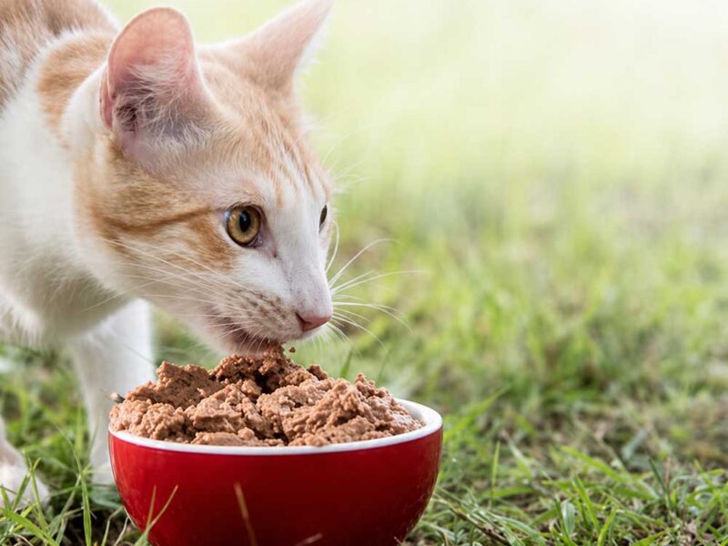 Día del Animal: el nuevo lugar de las mascotas en la familia y las claves para mejorar su calidad de vida