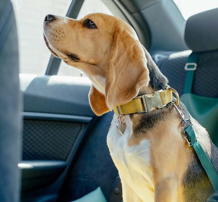 ¿Tu mascota viaja segura? Un guía para evitar accidentes y multas en la ruta