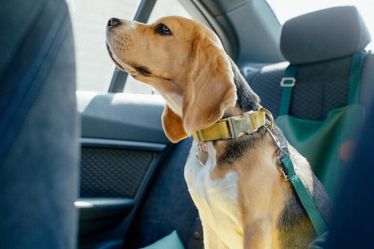 ¿Tu mascota viaja segura? Un guía para evitar accidentes y multas en la ruta