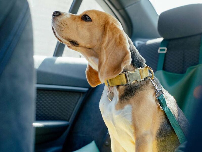 ¿Tu mascota viaja segura? Un guía para evitar accidentes y multas en la ruta