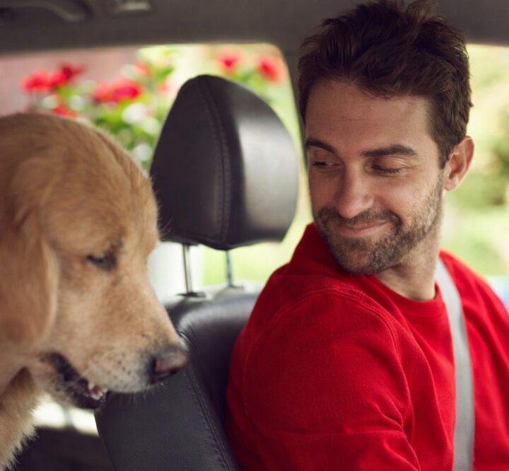 Día del Animal: cómo viajar con mascotas en el auto de forma segura y qué dice la normativa en Argentina