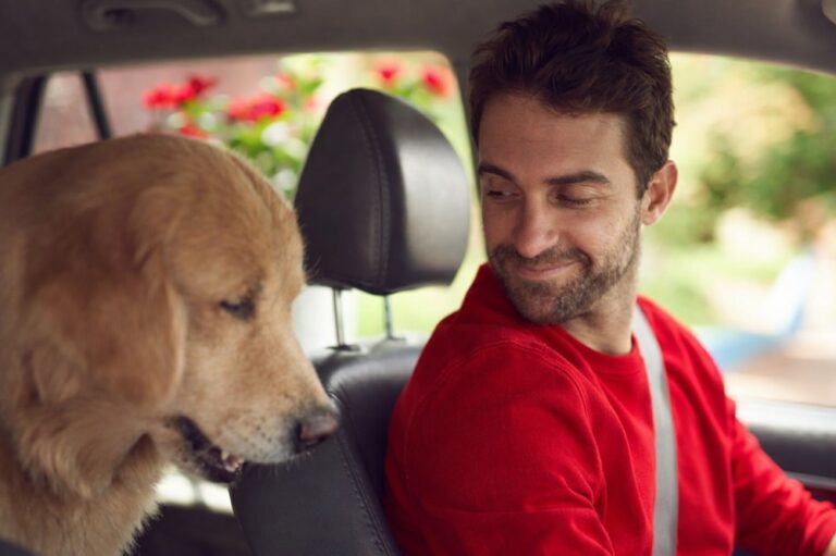 Día del Animal: cómo viajar con mascotas en el auto de forma segura y qué dice la normativa en Argentina