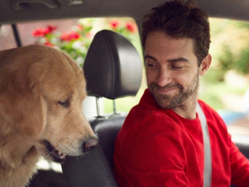 Día del Animal: cómo viajar con mascotas en el auto de forma segura y qué dice la normativa en Argentina