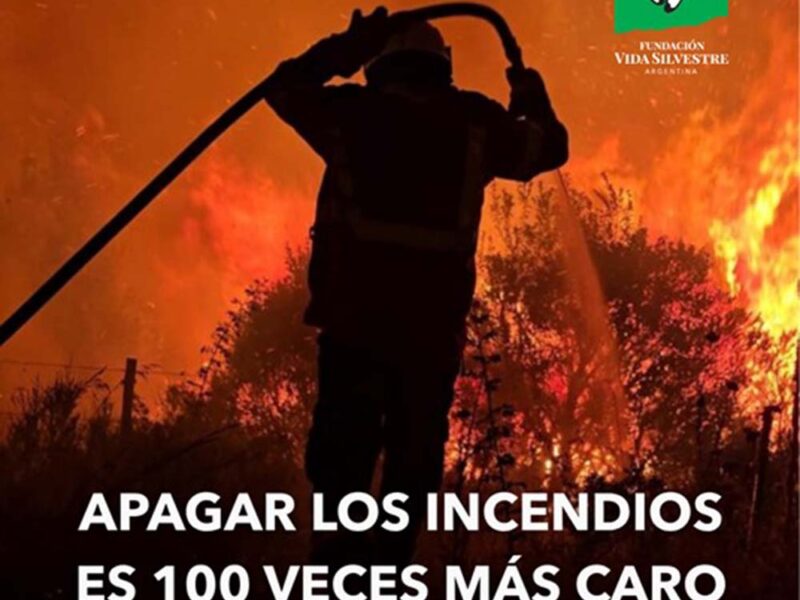 Prevenir hoy para no lamentar mañana: Fundación Vida Silvestre lanza una campaña para fortalecer la prevención de incendios forestales en Chubut