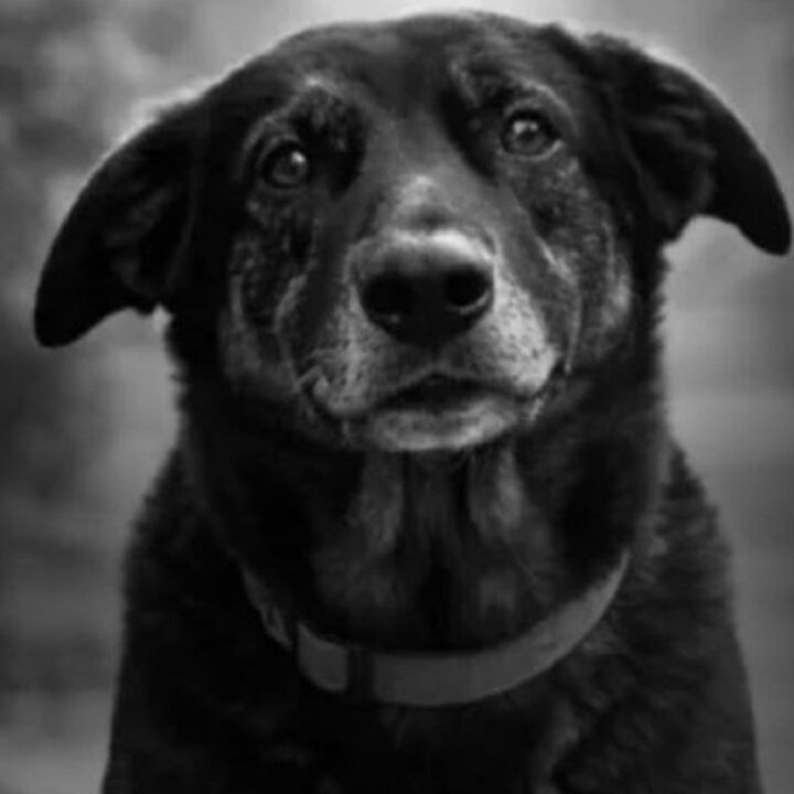 Campaña internacional “Animal Safety” busca movilizar a la sociedad y a organizaciones para combatir la crueldad animal en plataformas digitales