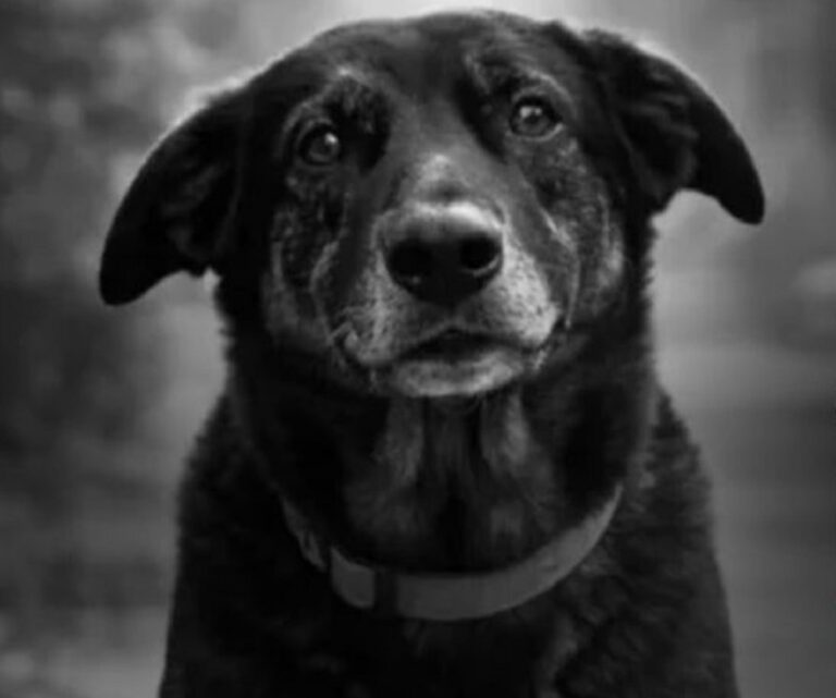 Campaña internacional “Animal Safety” busca movilizar a la sociedad y a organizaciones para combatir la crueldad animal en plataformas digitales