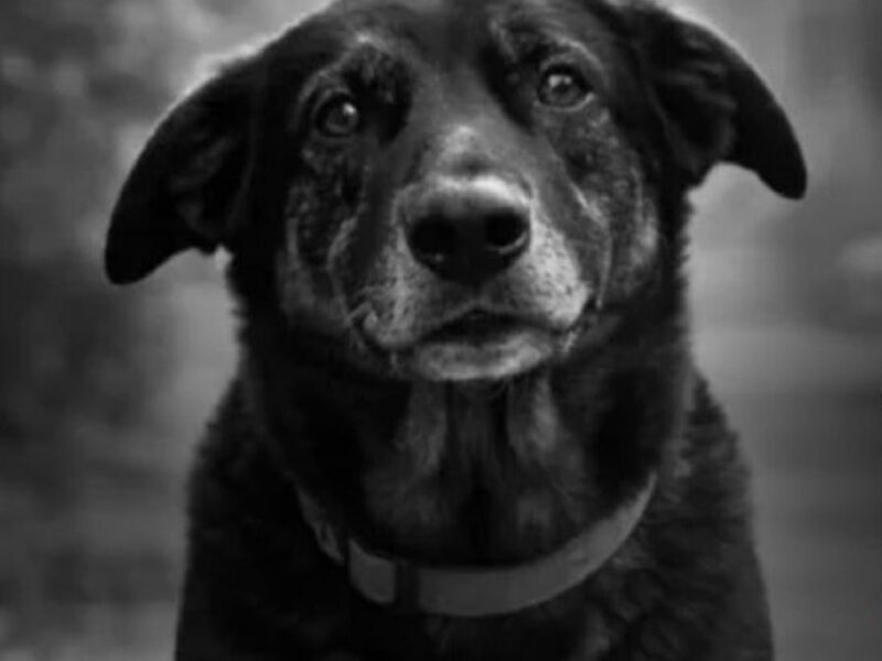 Campaña internacional “Animal Safety” busca movilizar a la sociedad y a organizaciones para combatir la crueldad animal en plataformas digitales
