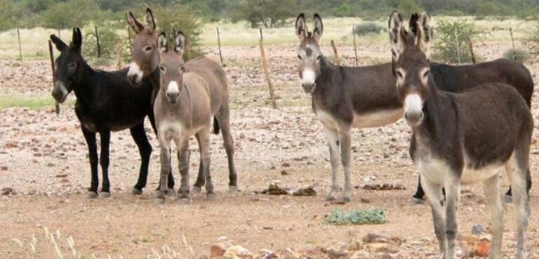 8 de mayo Día Mundial del Burro