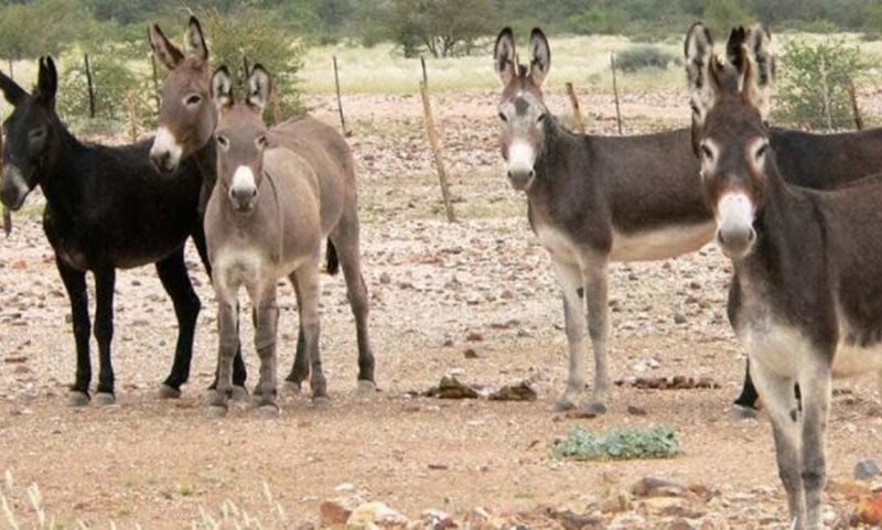 8 de mayo Día Mundial del Burro