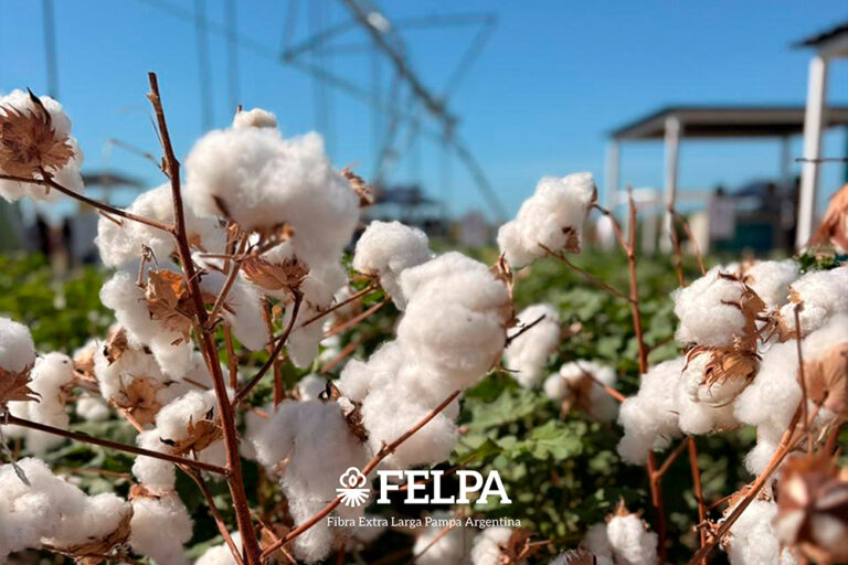 FELPA: cuando la ciencia argentina hila fino, la industria crece