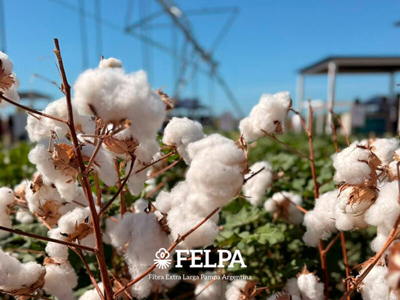 FELPA: cuando la ciencia argentina hila fino, la industria crece