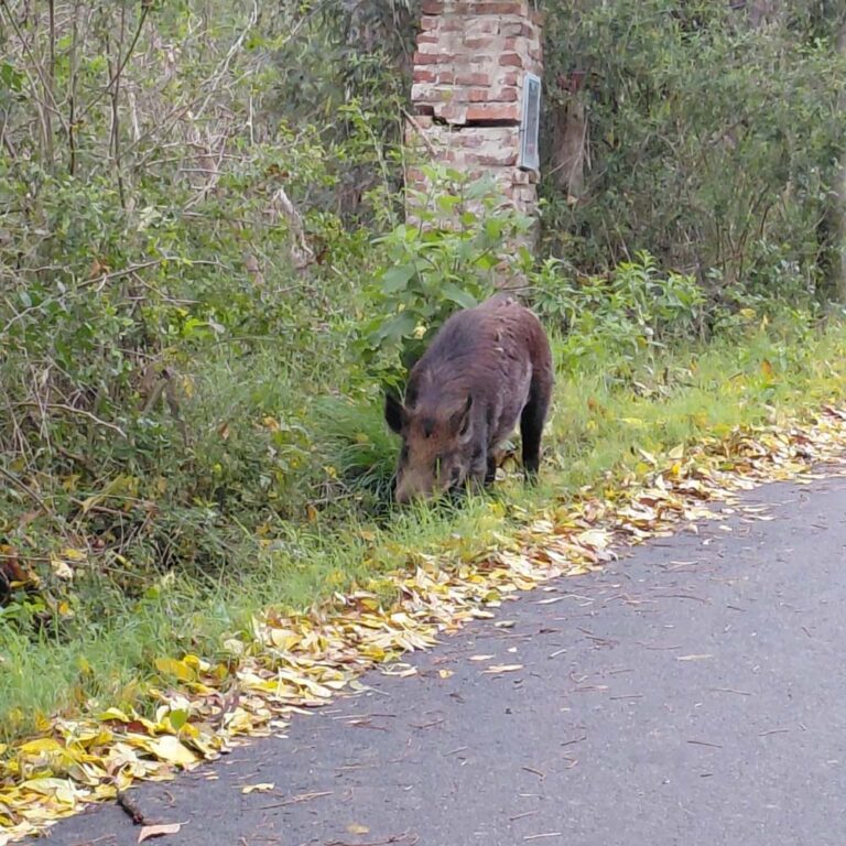 El caso del jabalí visto en la zona de Zoonosis dispara el debate sobre el mascotismo