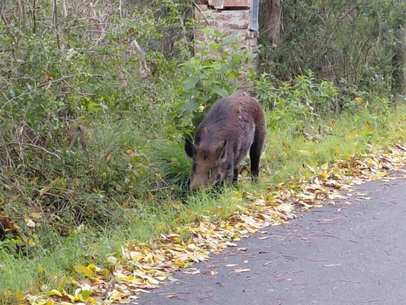 El caso del jabalí visto en la zona de Zoonosis dispara el debate sobre el mascotismo