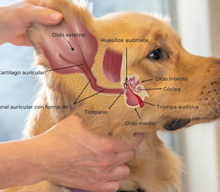1 de cada 7 perros padece otitis: cómo detectarla a tiempo y evitar complicaciones