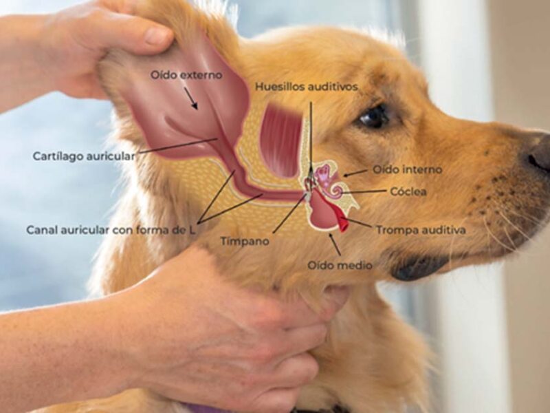 1 de cada 7 perros padece otitis: cómo detectarla a tiempo y evitar complicaciones