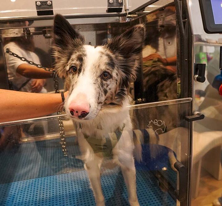Ozonoterapia veterinaria: la nueva frontera en el cuidado dermatológico animal