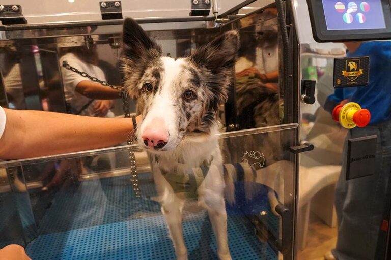 Ozonoterapia veterinaria: la nueva frontera en el cuidado dermatológico animal