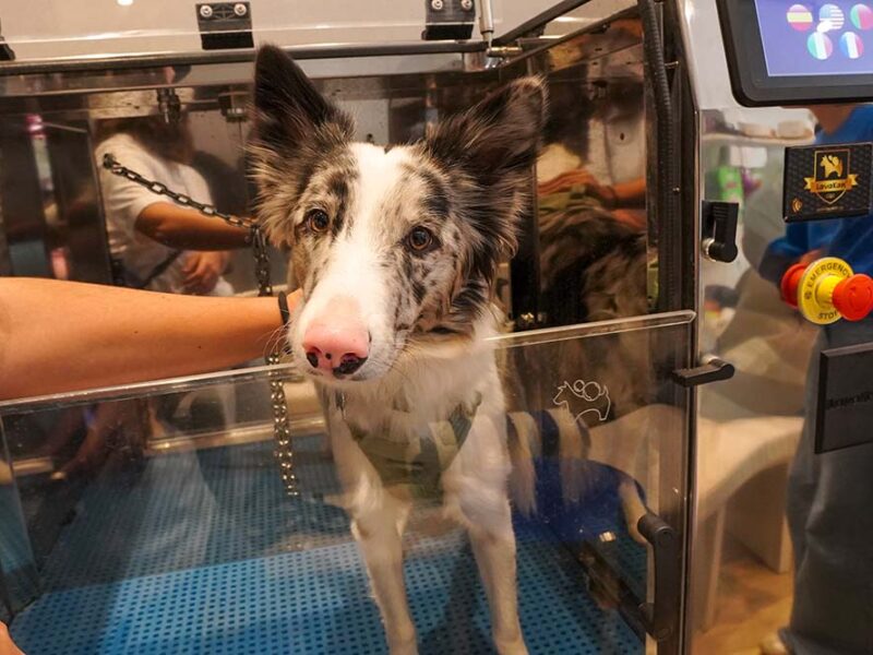 Ozonoterapia veterinaria: la nueva frontera en el cuidado dermatológico animal