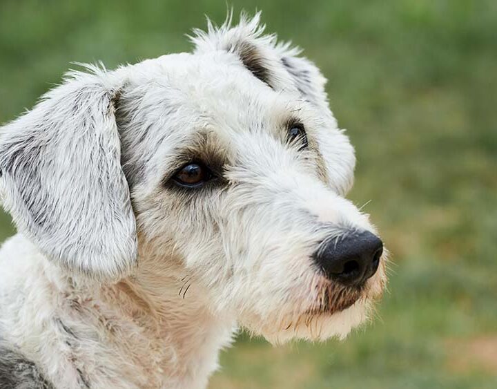 El 75% de los perros en América Latina son mestizos y enfrentan los mismos riesgos de salud que los de raza