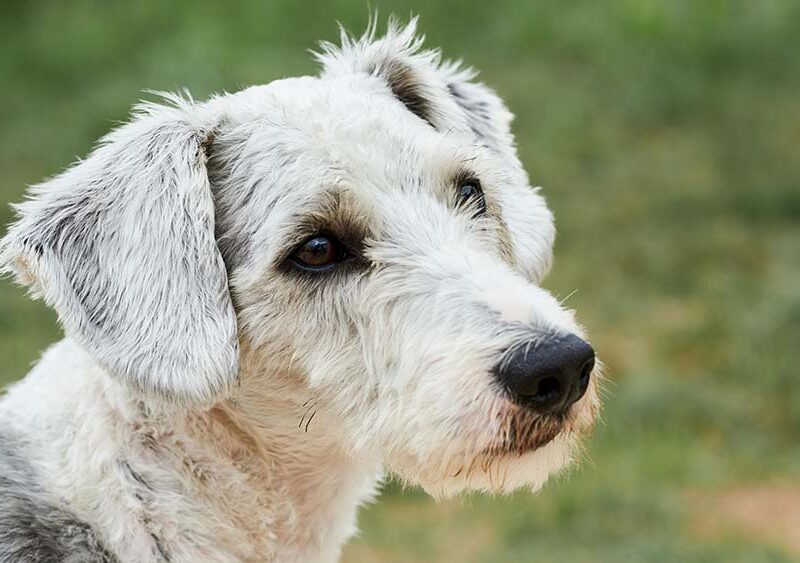 El 75% de los perros en América Latina son mestizos y enfrentan los mismos riesgos de salud que los de raza