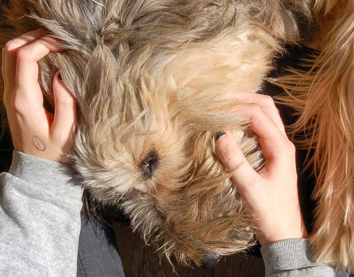 Un tercio de los pets parents asegura que  su mascota es lo más importante de su vida
