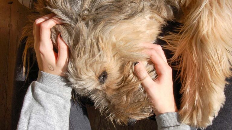 Un tercio de los pets parents asegura que  su mascota es lo más importante de su vida
