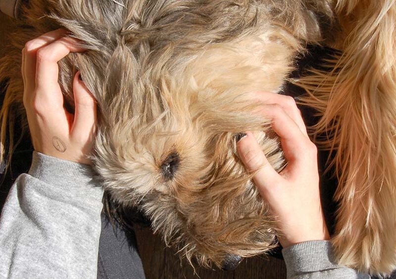 Un tercio de los pets parents asegura que  su mascota es lo más importante de su vida