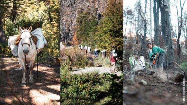 Plantan 20.000 árboles nativos en áreas afectadas por incendios en Chubut